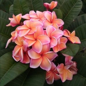 Meet your Posher, Queenie